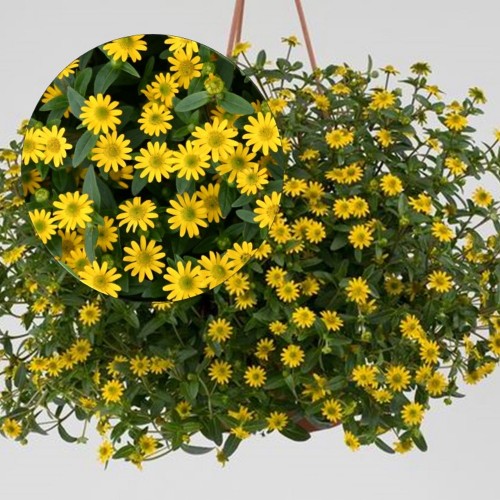 Sanvitalia procumbens 'Solaris® Table' - Lamav sanvitaalia 'Solaris® Table' P9/0,55L